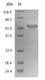 Human TUBB4 / Tubulin Beta 4 Protein (Recombinant 6His, N-terminus)