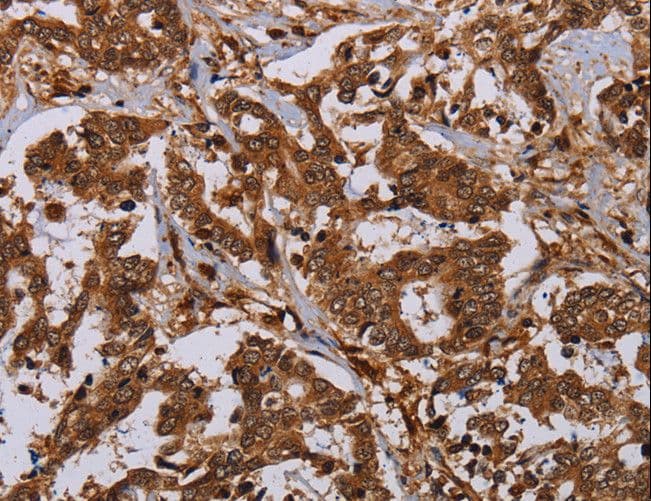 MOB1A Antibody