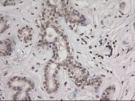 STAT3 Antibody (clone OTI21E7)
