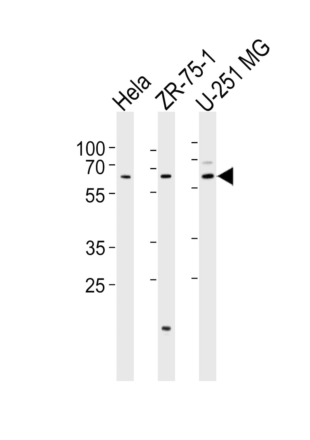 SPATS2 Antibody (aa448-482)