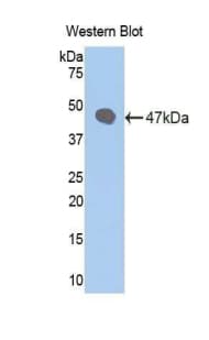 SELE / CD62E / E-selectin Antibody (aa260-420, Cy3)