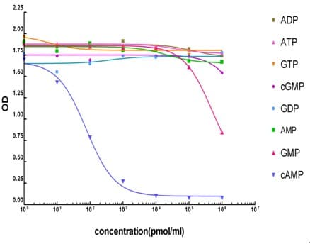 Monoclonal Mouse cAMP / Cyclic AMP Antibody (clone 4H2B6)
