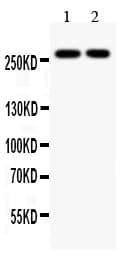 EP300 / p300 Antibody (aa2065-2414)