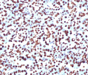 SOX9 Antibody (clone SRYB9-1, Azide-free, BSA-free)