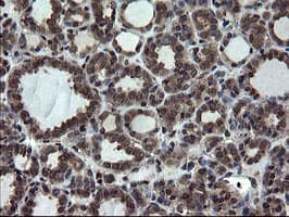 SKIL / SNO / SnoN Antibody (clone OTI3E9)