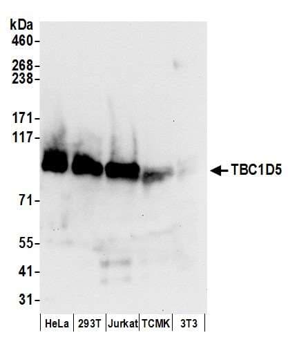 TBC1D5 Antibody (aa745-795)