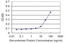 CCNG1 / Cyclin G1 Antibody (clone 1E3)