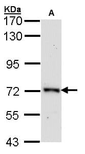 ORC2L / ORC2 Antibody (aa208-479)