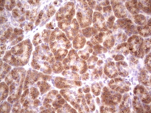 BHLHE41 / BHLHB3 / SHARP1 Antibody (aa1-297, clone OTI5B1)