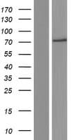 TAP2 Protein (Over-Expression Lysate Myc-DDK (Flag))