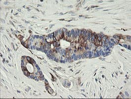 Monoclonal Mouse anti-Human TMEM173 / STING Antibody (clone 1A7, Carrier-free, IHC, WB)