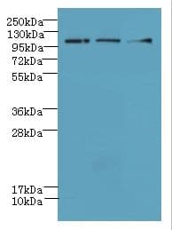 DIS3L Antibody