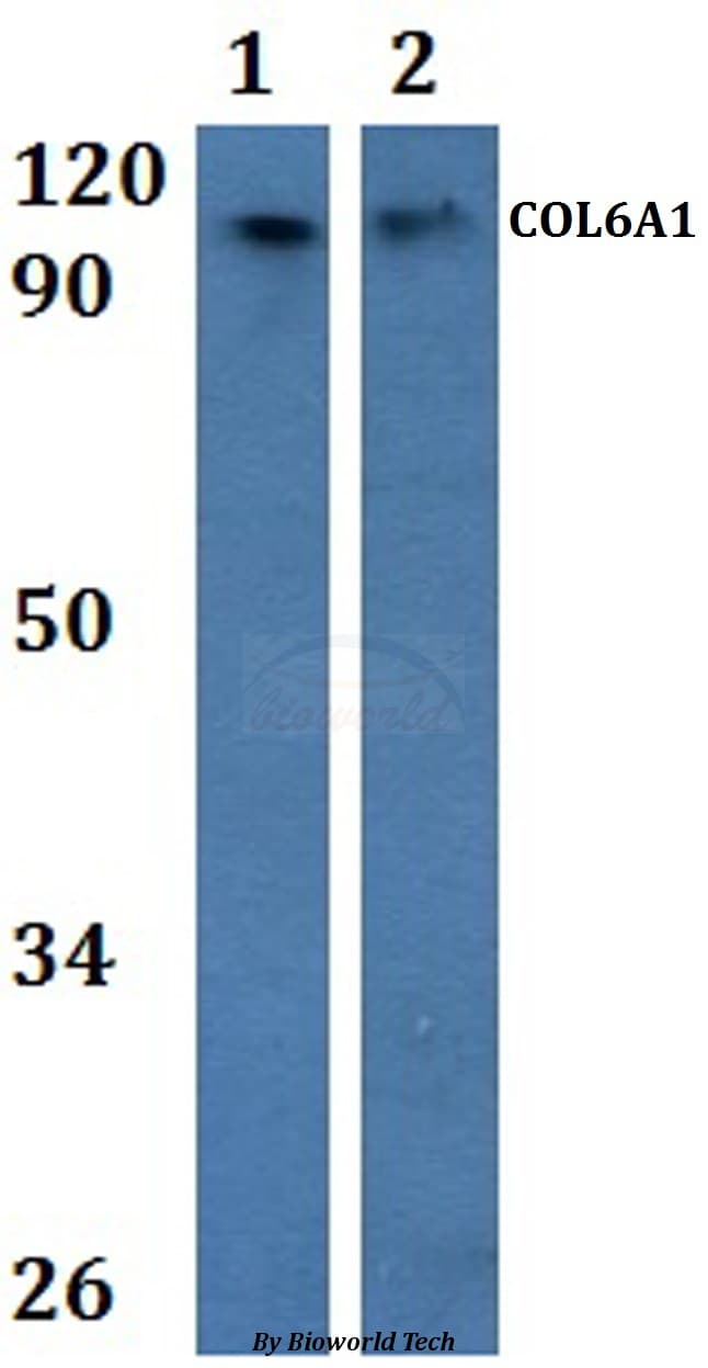 COL6A1 / Collagen VI Alpha 1 Antibody