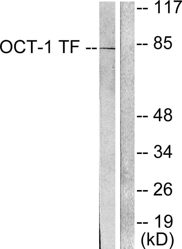 POU2F1 / OCT1 Antibody