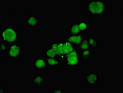 Polyclonal Rabbit anti-Human NFI / NFIC Antibody