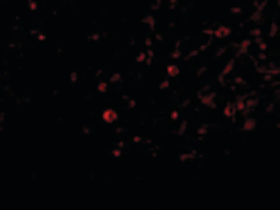 IHC-plus™ IL32 Antibody