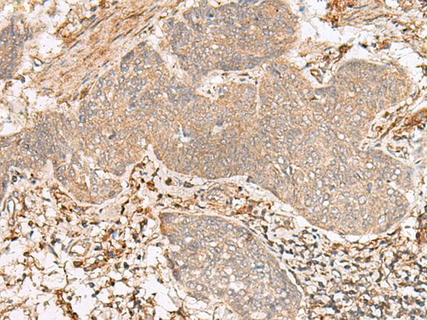 FBXW8 Antibody