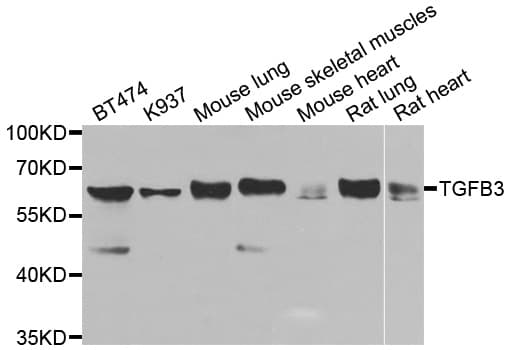 TGFB3 / TGF Beta3 Antibody