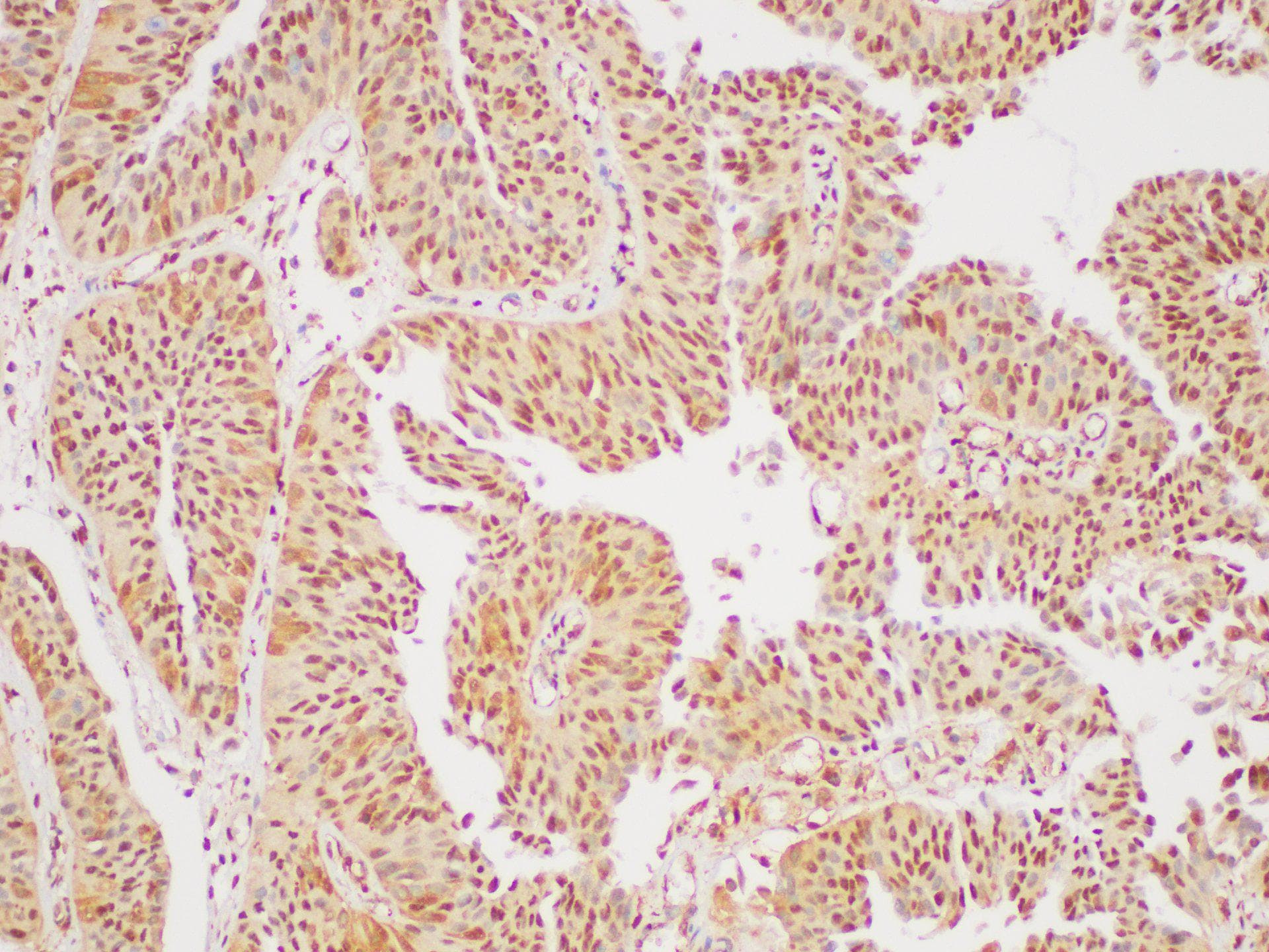 GAPDH Antibody