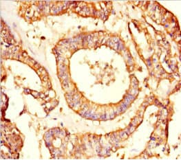 NRBP2 Antibody