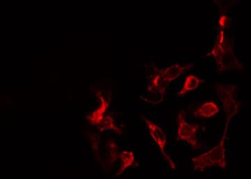 DENN / MADD Antibody