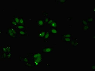 BRD9 Antibody (aa338-597)
