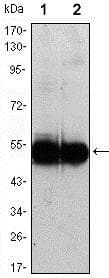 VCAM1 / CD106 Antibody (clone 6G9)