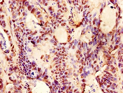 EPO / Erythropoietin Antibody
