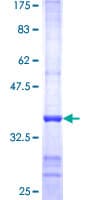 Human PNMA1 / MA1 Protein (Recombinant GST, N-terminus)