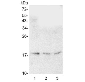 HMGN2 Antibody