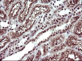 UPRT Antibody (clone OTI3A3, Carrier-free)
