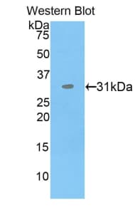PDIA3 / ERp57 Antibody (aa162-416, HRP)