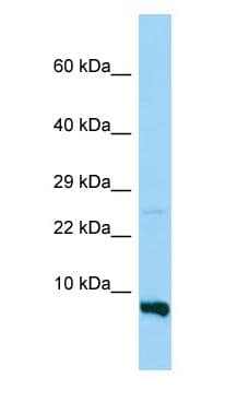 RPS28 / Ribosomal Protein S28 Antibody (C-Terminus)