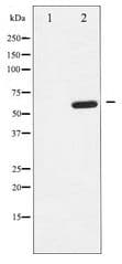 Ephrin B1+B2 Antibody