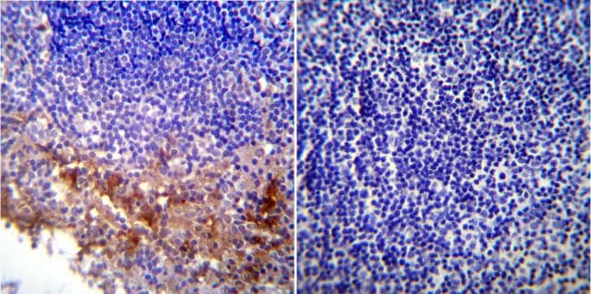KDEL Tetrapeptide Antibody