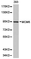 Polyclonal Rabbit anti-Human MCM6 Antibody (IHC, WB)