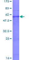 Human PEX2 / PAF-1 Protein (Recombinant GST)