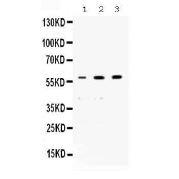 NONO / P54NRB Antibody (aa1-35)