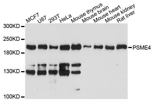 PSME4 / PA200 Antibody