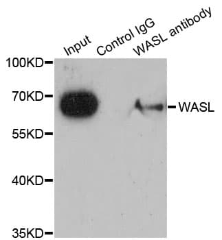 WASL / N-WASP Antibody