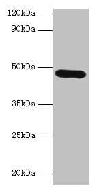 IHC-plus™ Polyclonal Rabbit anti-Rat LOX / Lysyl Oxidase Antibody (IHC, WB)