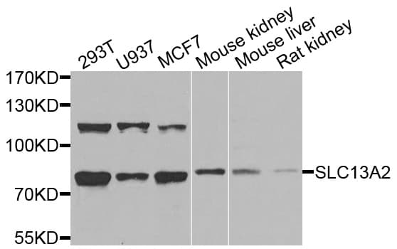 Polyclonal Rabbit anti-Human SLC13A2 / NaCT Antibody (WB)
