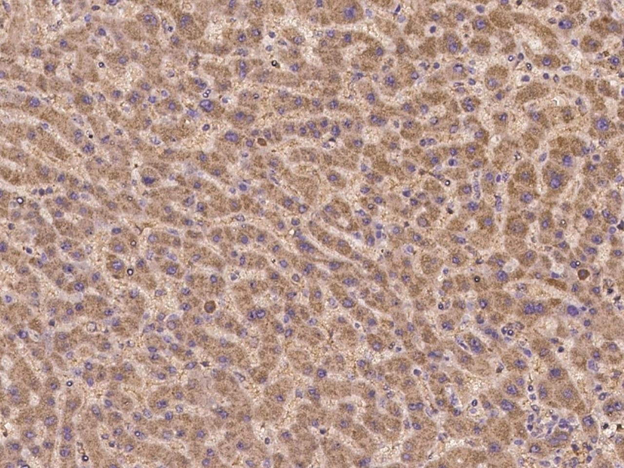 KCNQ5 Antibody
