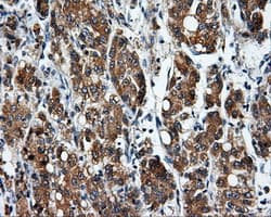 BAP / SIL1 Antibody (clone OTI3E3)