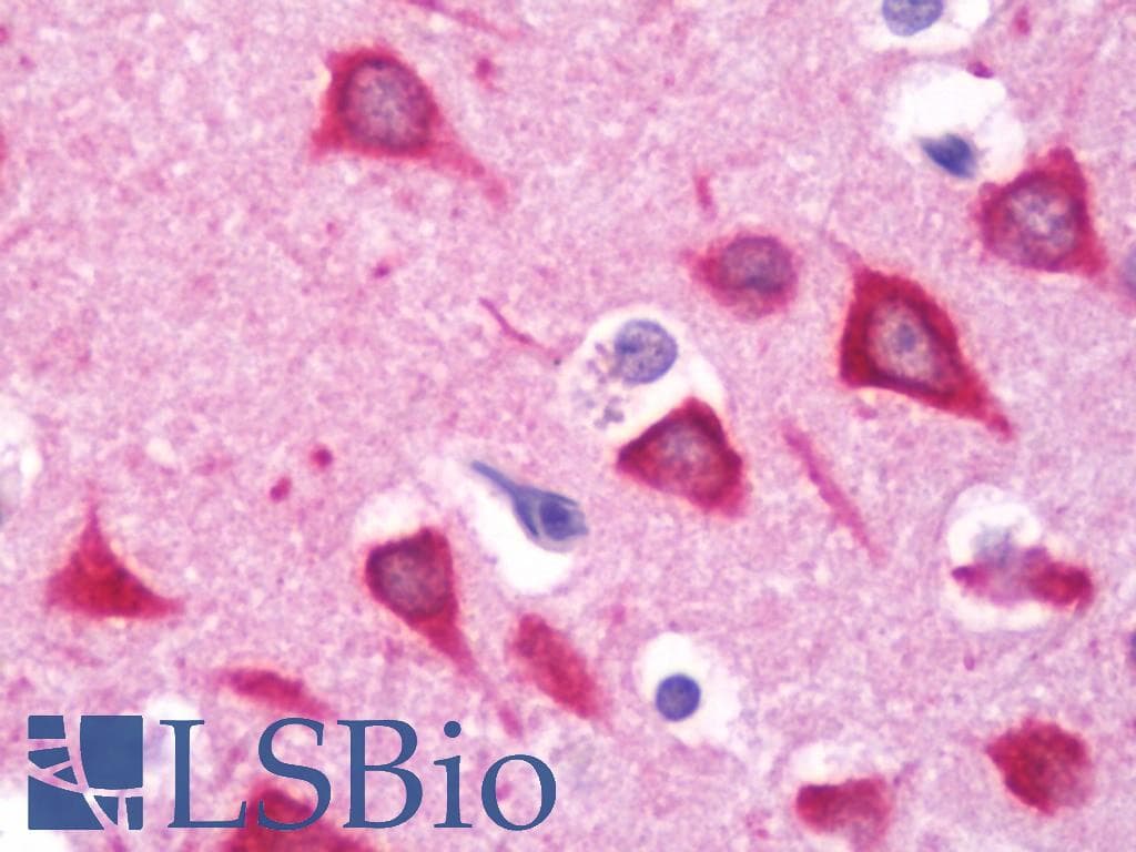 IHC-plus™ GPC6 / Glypican 6 Antibody (aa16-46)
