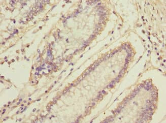 MLF1 Antibody