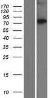 CCDC138 Protein (Over-Expression Lysate Myc-DDK (Flag))