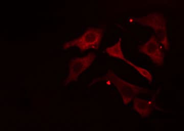 NCLN Antibody