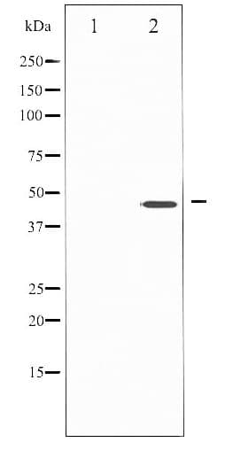 IKBKG / NEMO / IKK Gamma Antibody (phospho-Ser85)