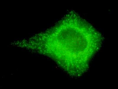 COXIV / COX4 Antibody